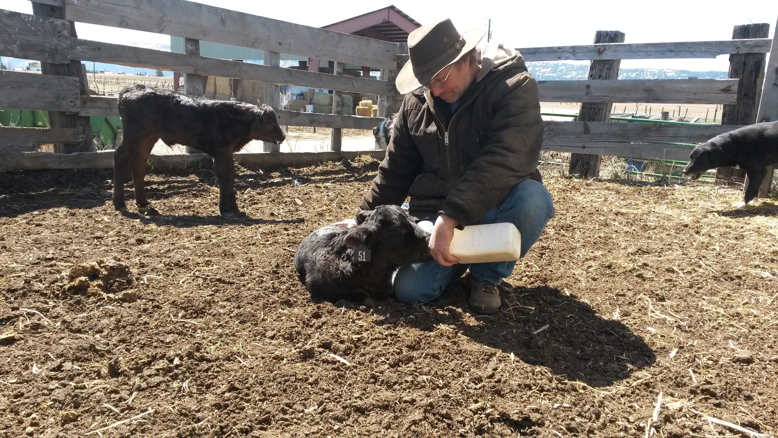 feeding calf