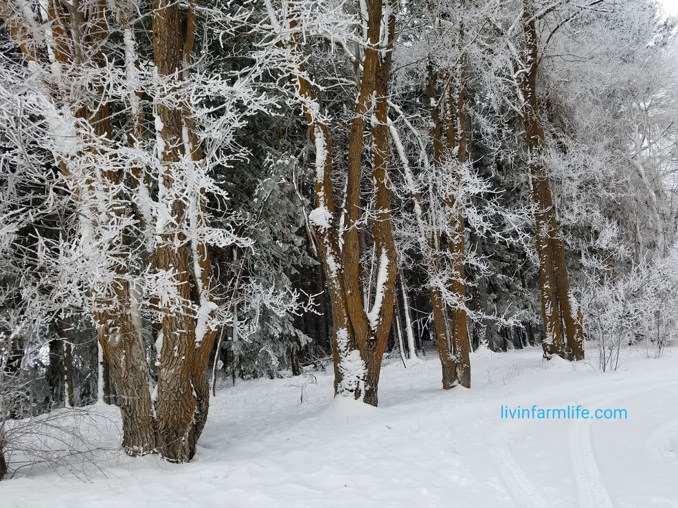 line of trees