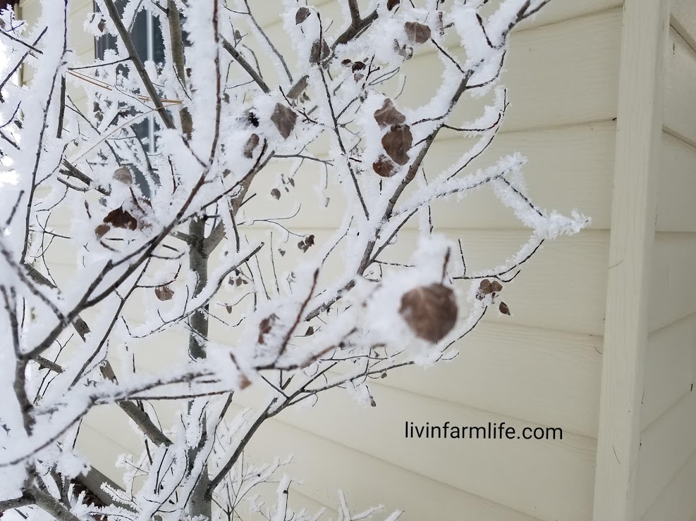 Frosted Branch