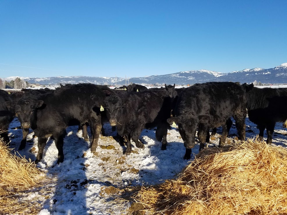 Yearlings checking out the straw