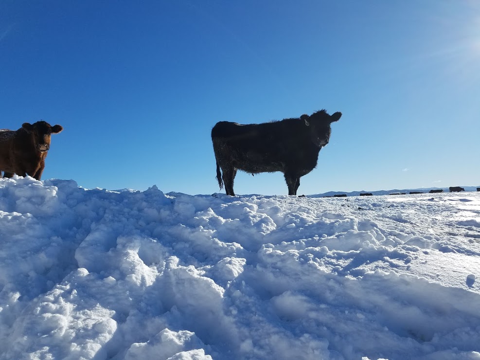 cows looking