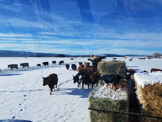 cows following the feed wagon