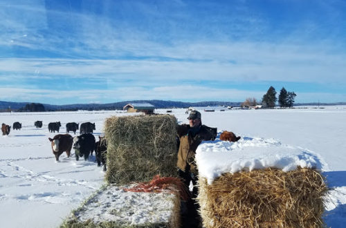 My Farmer feeding