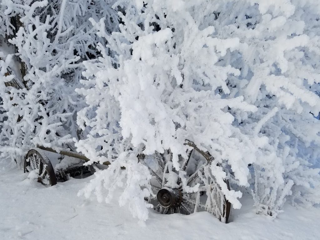 Old wagon wheel hidden in the frosted bushes