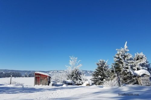 red shed frosty morning