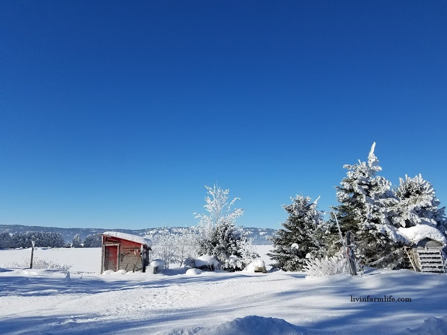 red shed frosty morning