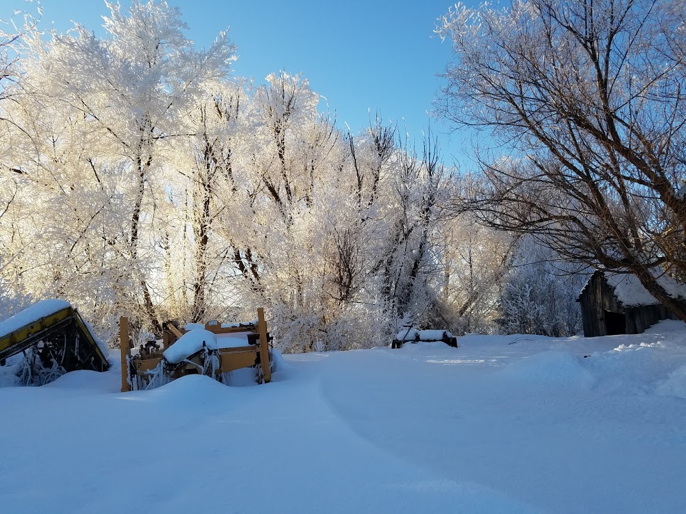 evening view behind the barn