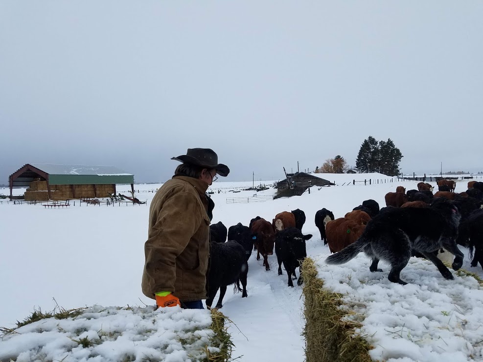 Dancing with the Cows, my Farmer's way | Livin the Life, the Farm ...