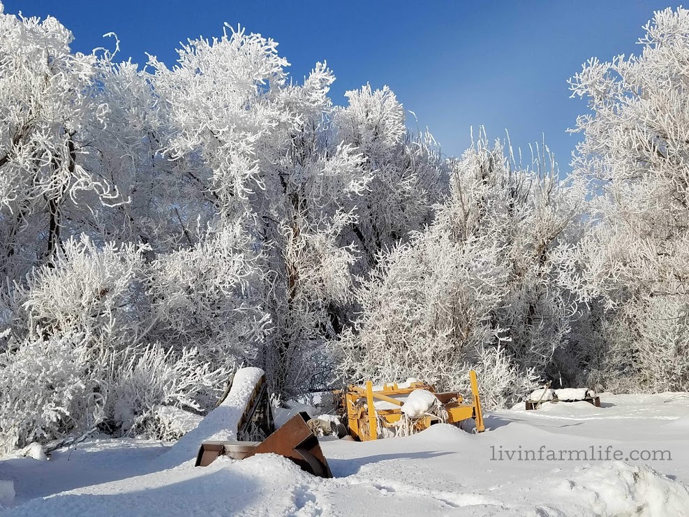 morning view of old equipment behind the barn