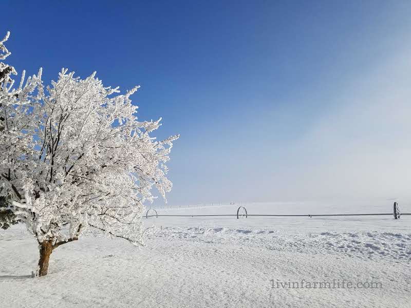 frosted crabapple tree