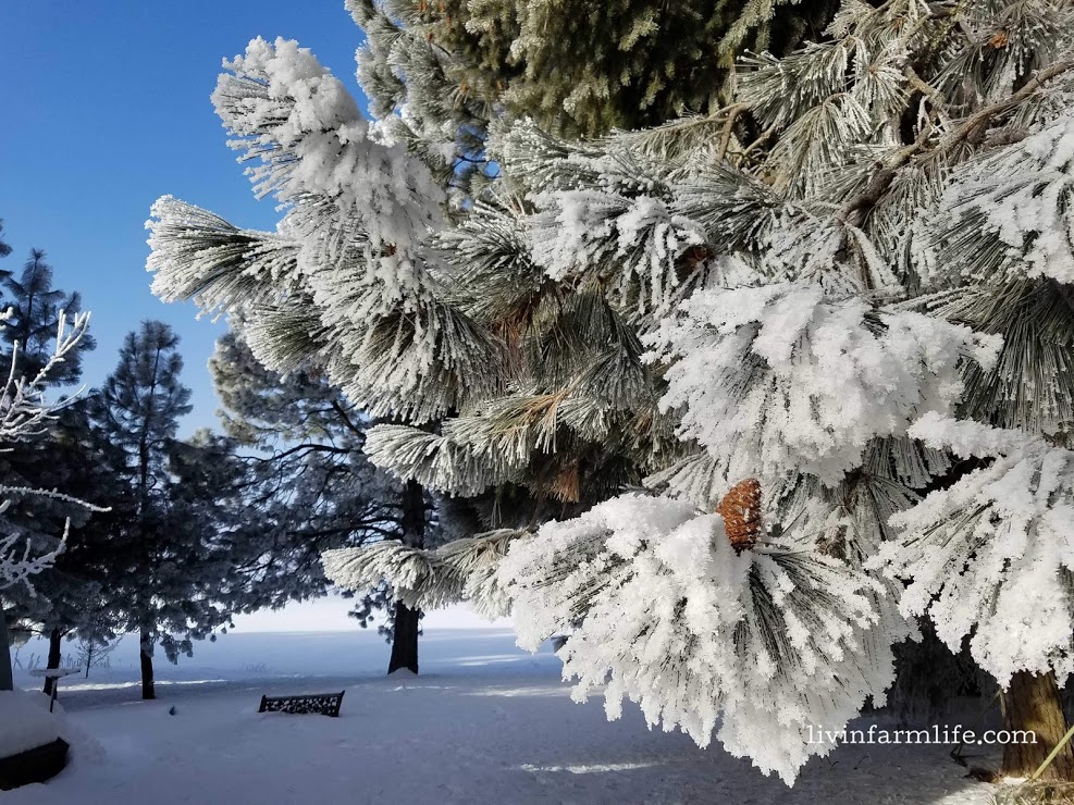 Heavy frost on the pine tree