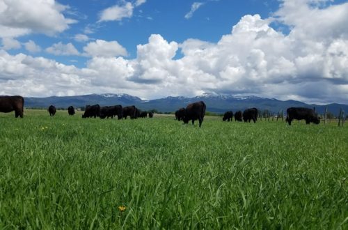 cattle grazing