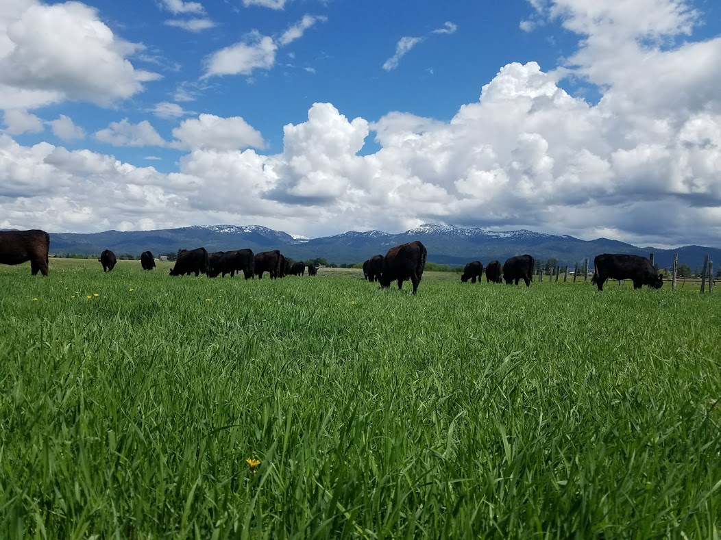 cattle grazing