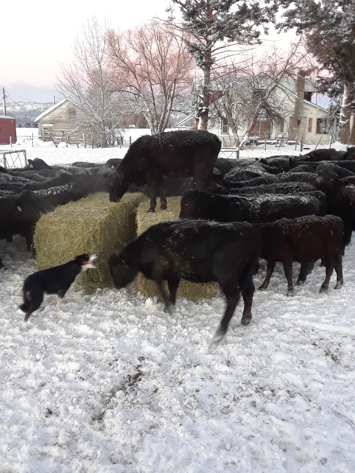 yearling on hay bale