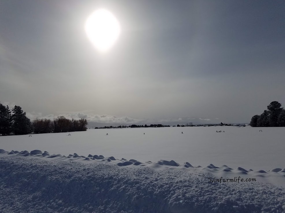 Morning winter Field