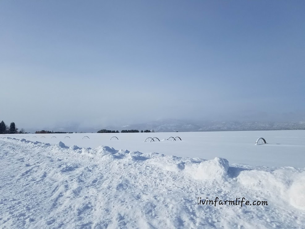 snow covered wheel line