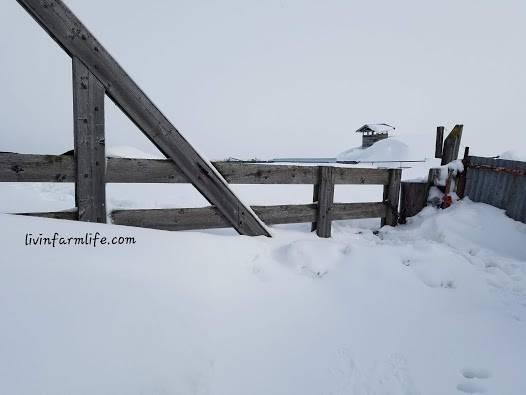 4 panel gate