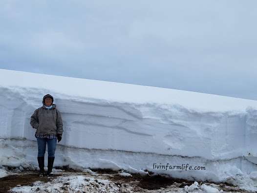 me by cellar roof snow