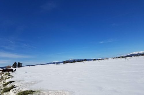 winter feed lot