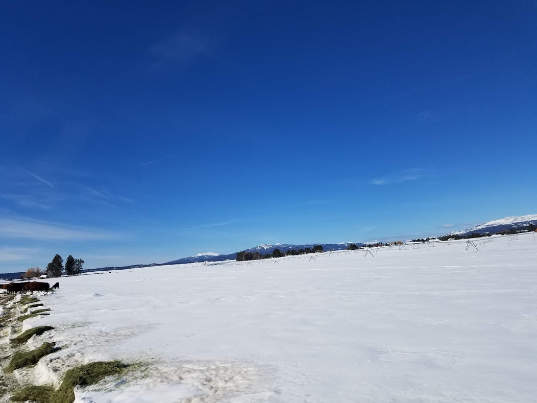 winter feed lot