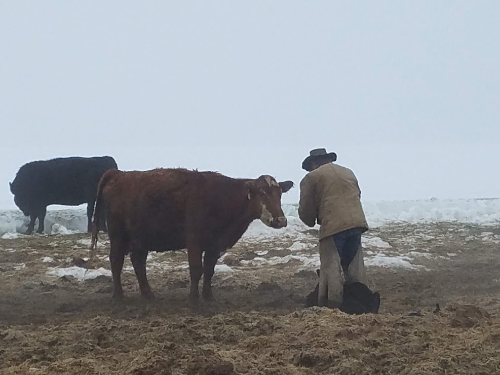 momma cow watching