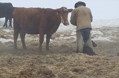 cow and my Farmer