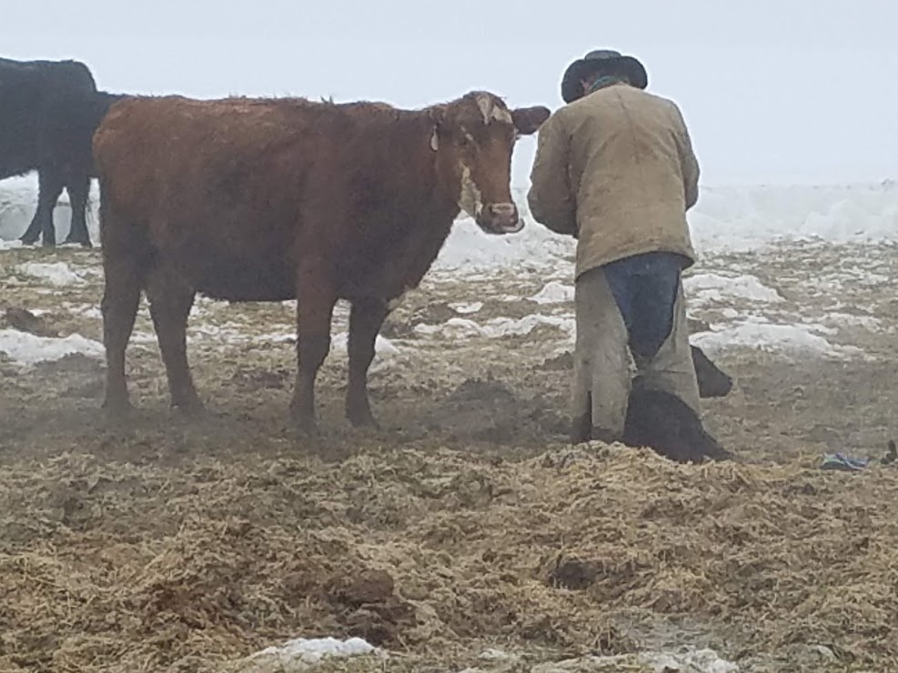 cow and my Farmer