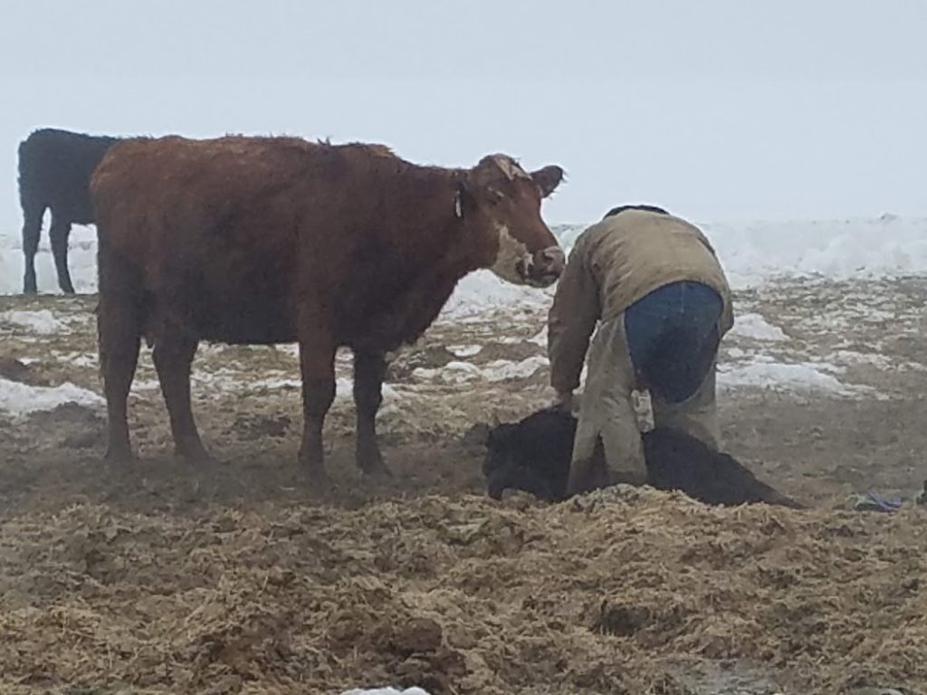 cow watching