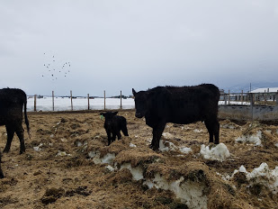 heifer and calf