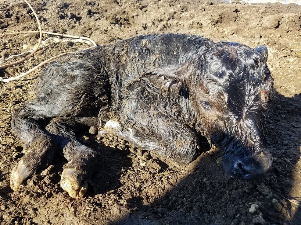 new born calf