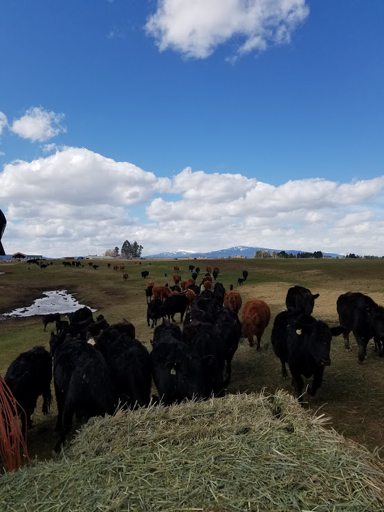 cows following the feed wagon