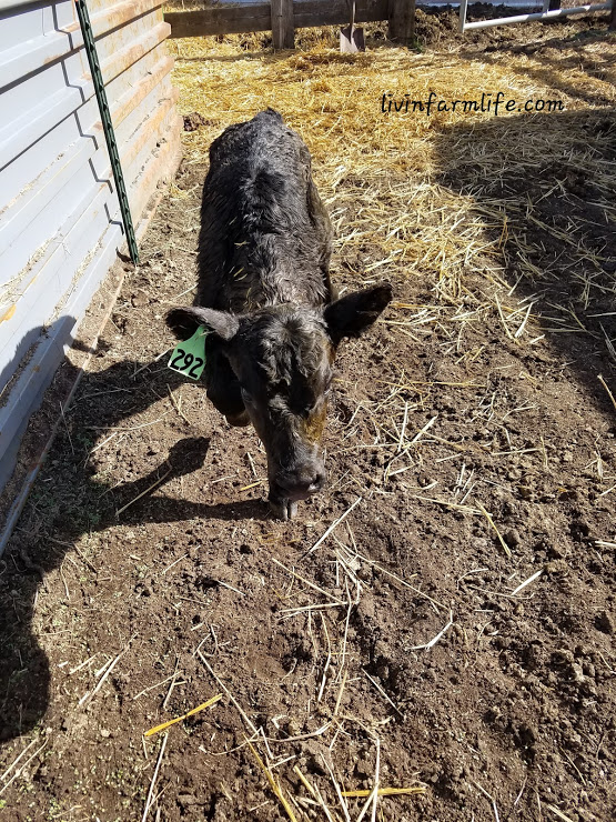 orphan calf