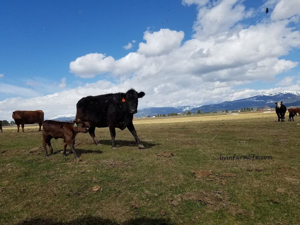 action shot of cow and calf