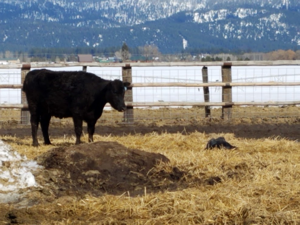 Momma not sure what to do with the calf