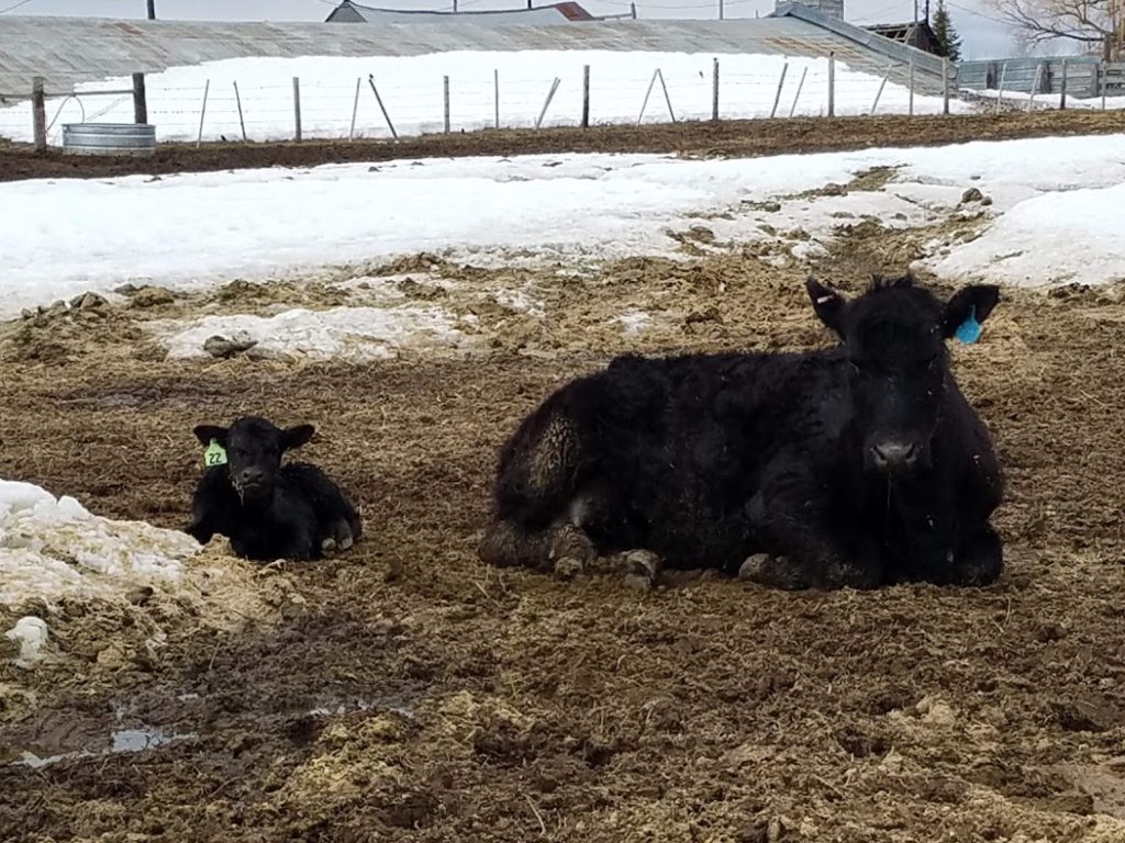 Heifer and Baby doing good