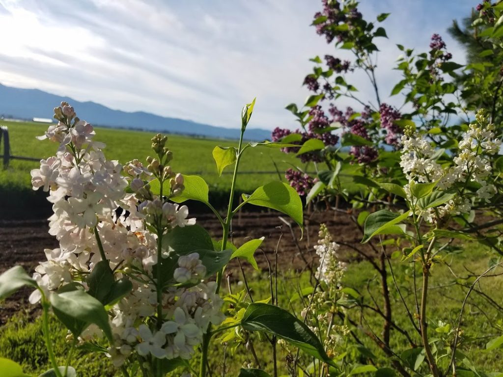 Lilacs 