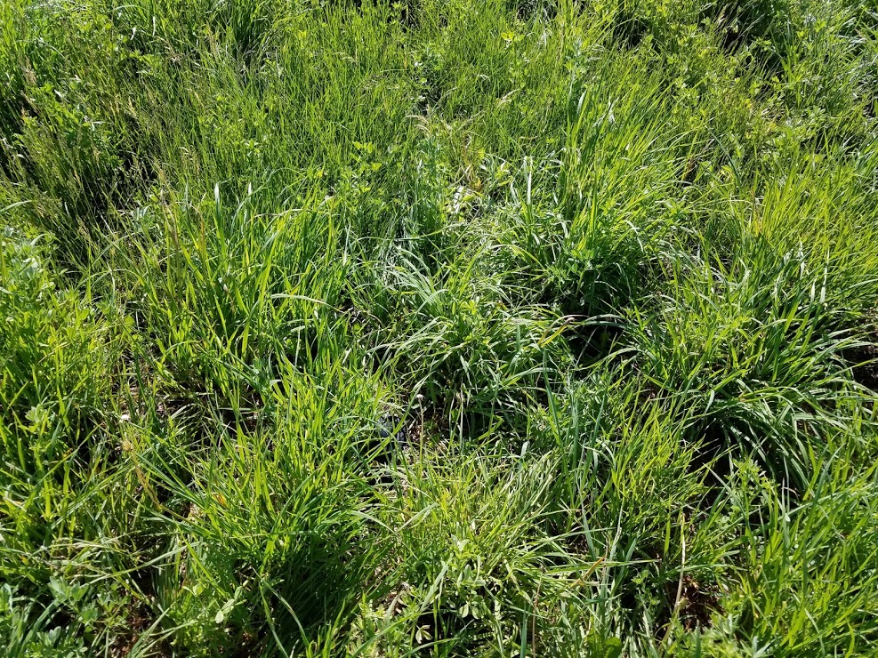 phone in grass