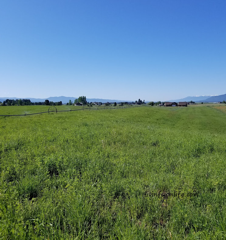 hay field