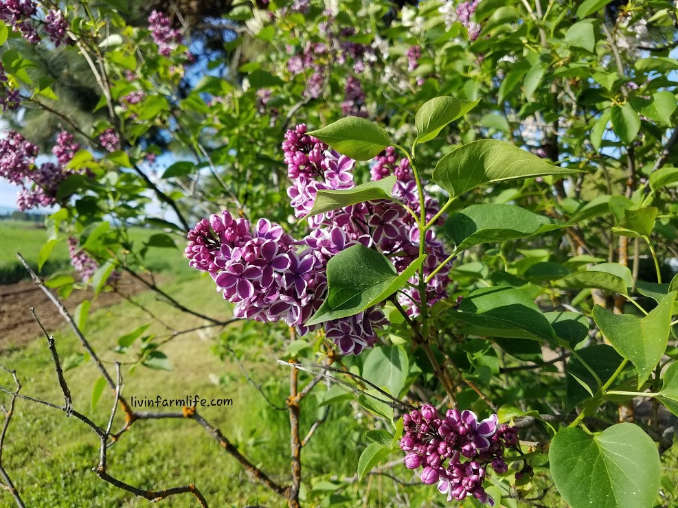 two tone purple lilac