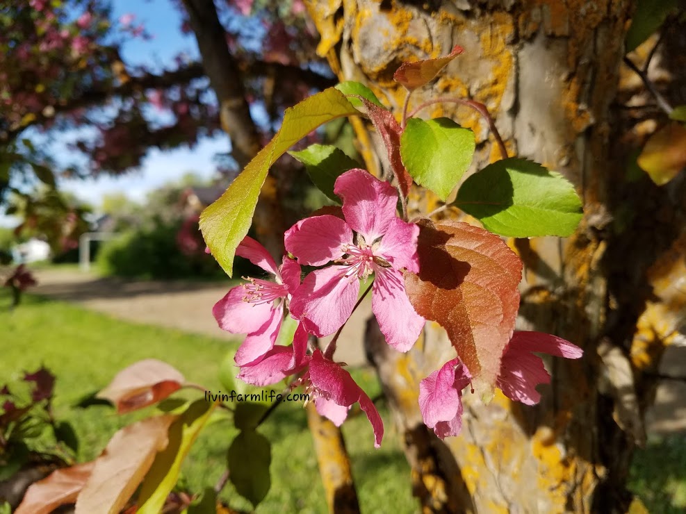 flowers crap apple