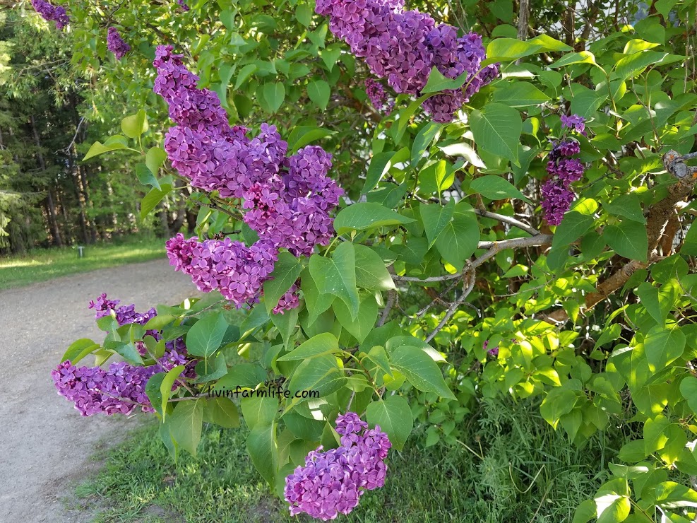 French Lilac