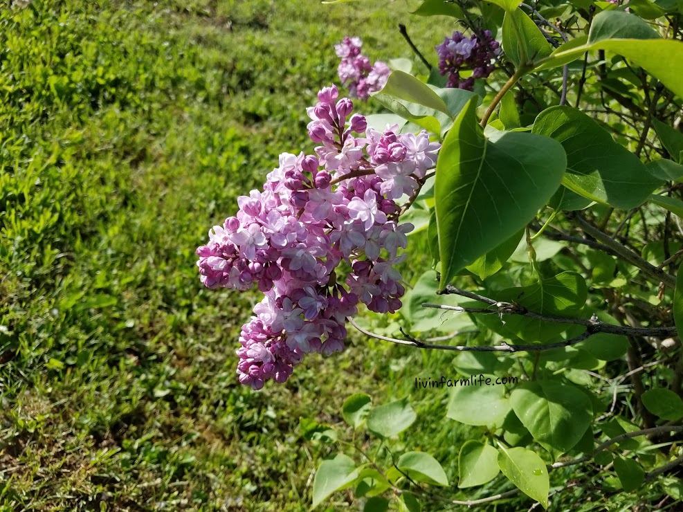 lilac bloom