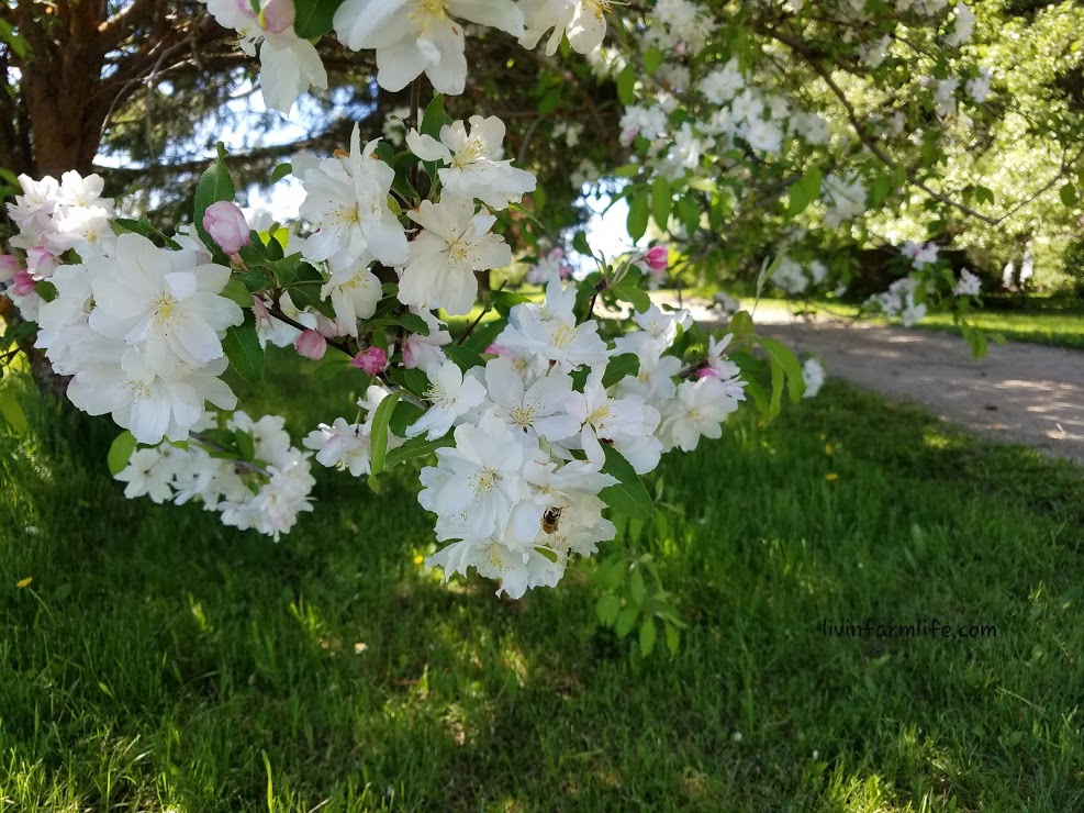 blooming crap apple