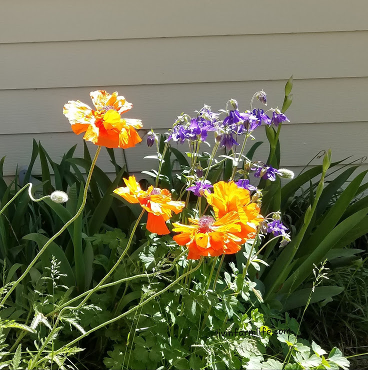 orange and purple flowers