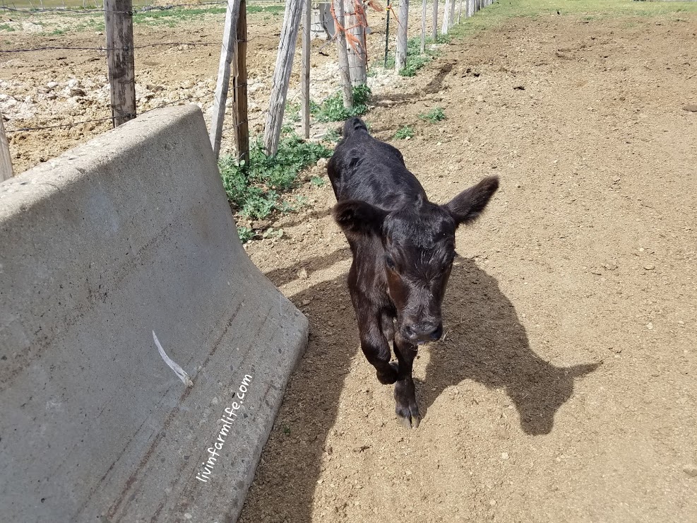 Orphan calf