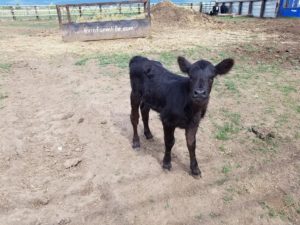 Orphan calf 2