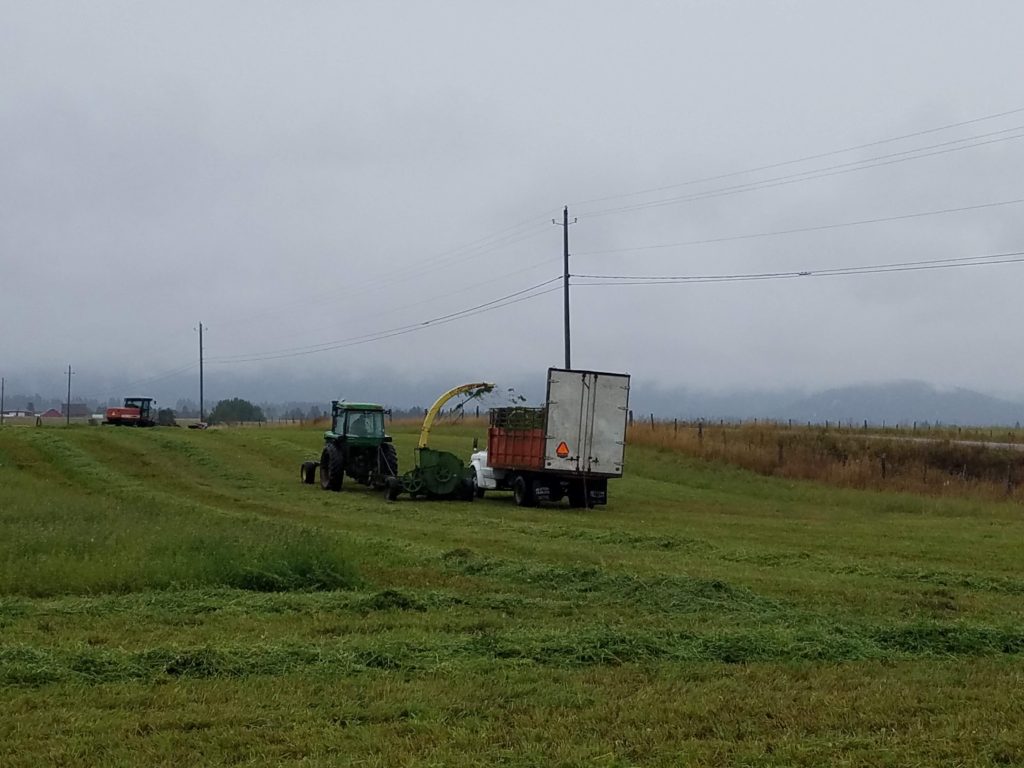 green chopping