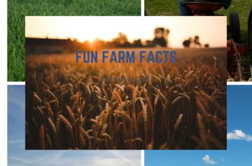 fun farm facts