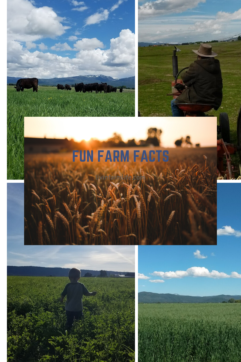 fun-ag-facts-livin-the-life-the-farm-life-that-is