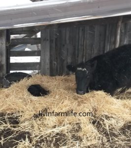 calf in straw